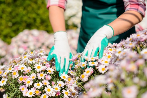 Professional gardening service creating a balanced Abbey Wood garden