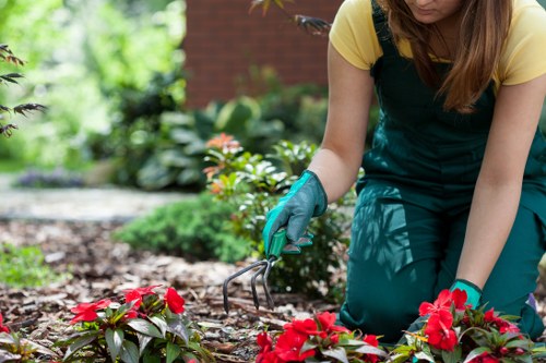 Regular hedge maintenance in Abbey Wood supporting healthy green growth