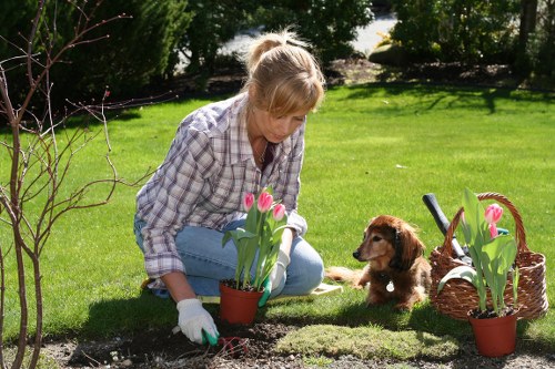 Abbey Wood hedge trimming service improving garden appearance