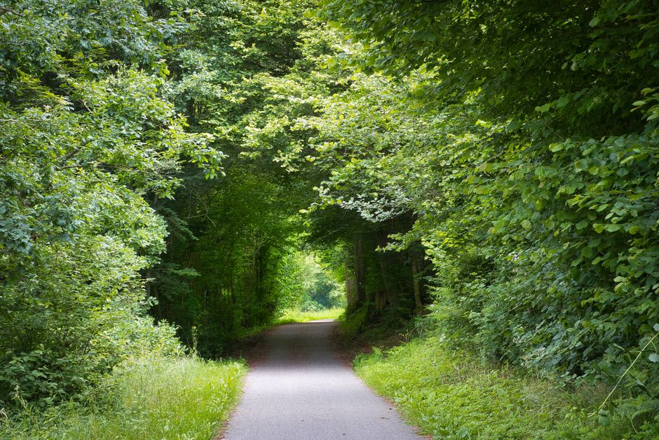 A narrow, paved footpath curves gently through a lush, green woodland area, flanked on both sides by dense foliage of various deciduous trees with abundant leaves. The canopy above creates a natural t