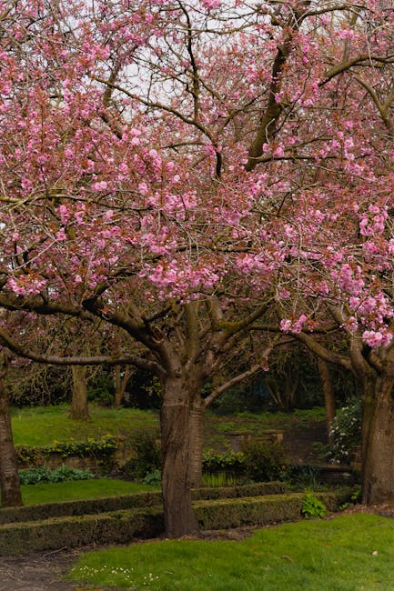 A well-maintained garden in Lesnes Abbey Woods featuring vibrant flower borders along a lush, trimmed lawn. On the left, there are colorful tulips and hyacinths with white, orange, and purple blossoms