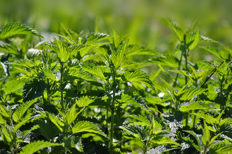 garden design Garden